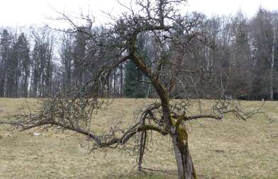 Uralter Apfelbaum bei Rechtenbach - April 2013