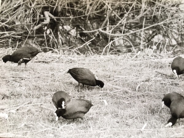 Blässhühner bei Rodenbach ca. 1980