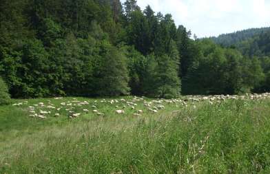 Schafherde im oberen Aubachtal bei Habichsthal - Juni 2013